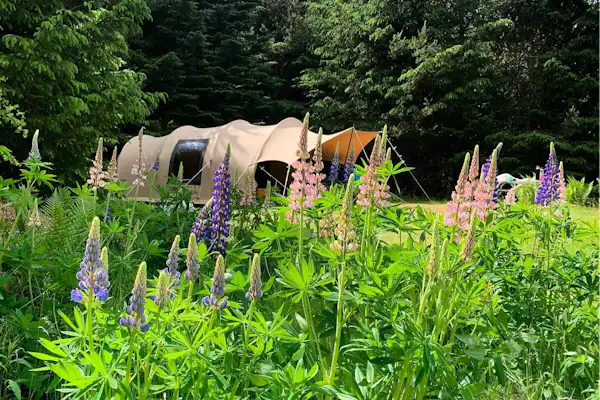 Tolne Camping