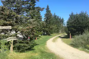 Tranum Klit Camping - Wanderweg zum Strand umringt von Wald