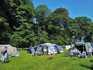 Reihe von Campingzelten auf einer grünen Wiese, mit Stühlen und Tischen vor den Eingängen, umgeben von Bäumen.