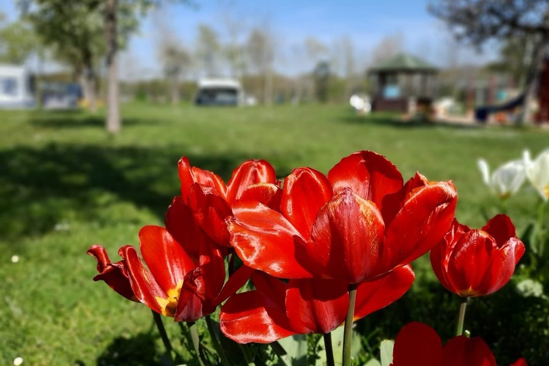 Vakantieboerderij Pepinushof - Blick auf die Blumen auf dem Campingplatz