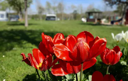 Vakantieboerderij Pepinushof