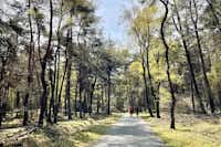 Vakantiepark Hertenhorst - Fahrrad- und Spazierweg im Wald