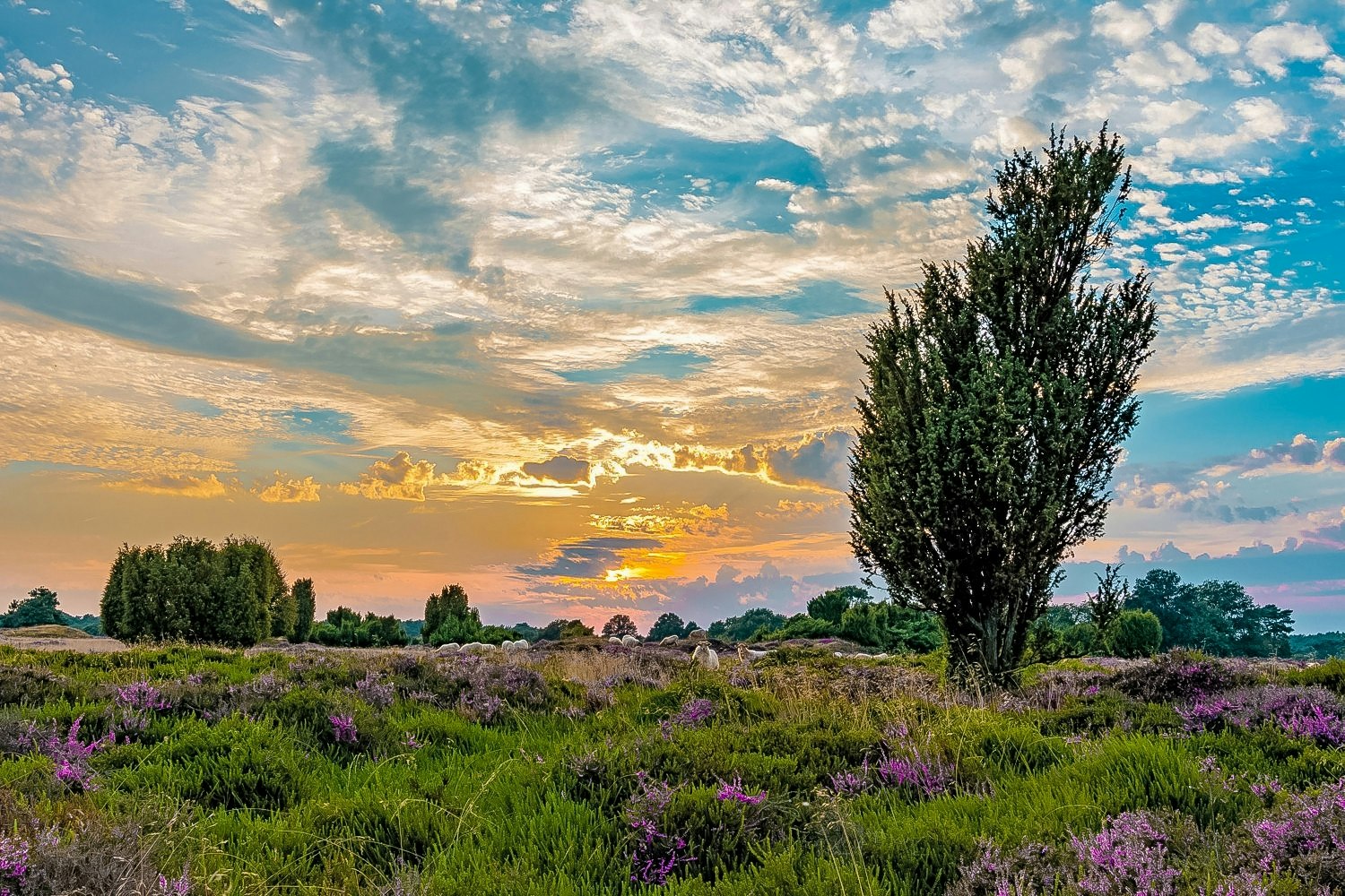 Vakantiepark Westerbergen - Blick in die Natur in der Umgebung des Campingplatzes