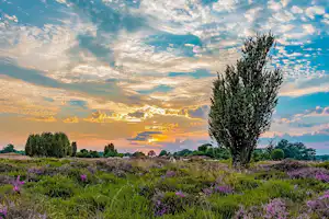 Vakantiepark Westerbergen - Blick in die Natur in der Umgebung des Campingplatzes