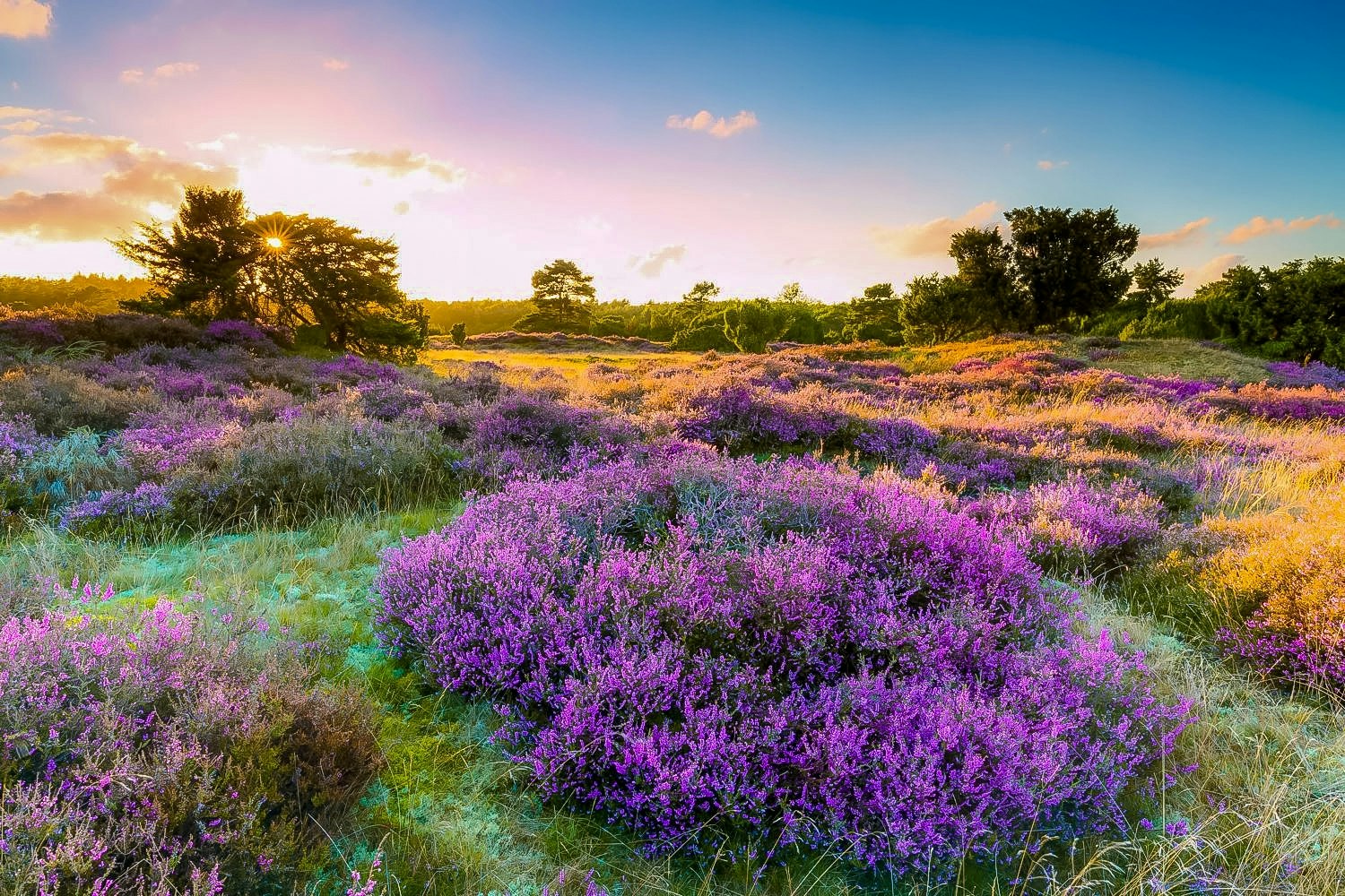 Blühende lila Blumenwiese mit Sonnenstrahlen am Himmel, umgeben von Bäumen und grünem Gras.