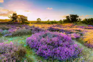 Blühende lila Blumenwiese mit Sonnenstrahlen am Himmel, umgeben von Bäumen und grünem Gras.