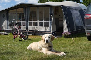 Vesterlyng Camping - Hund liegt vor einem Standplatz im Gras