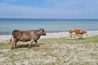 Vesterlyng Camping - Strand und grasende Kühe