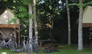 Mehrere Fahrräder vor Zelten auf einem Campingplatz, umgeben von Bäumen und Rasen, mit Holzbänken am Weg.