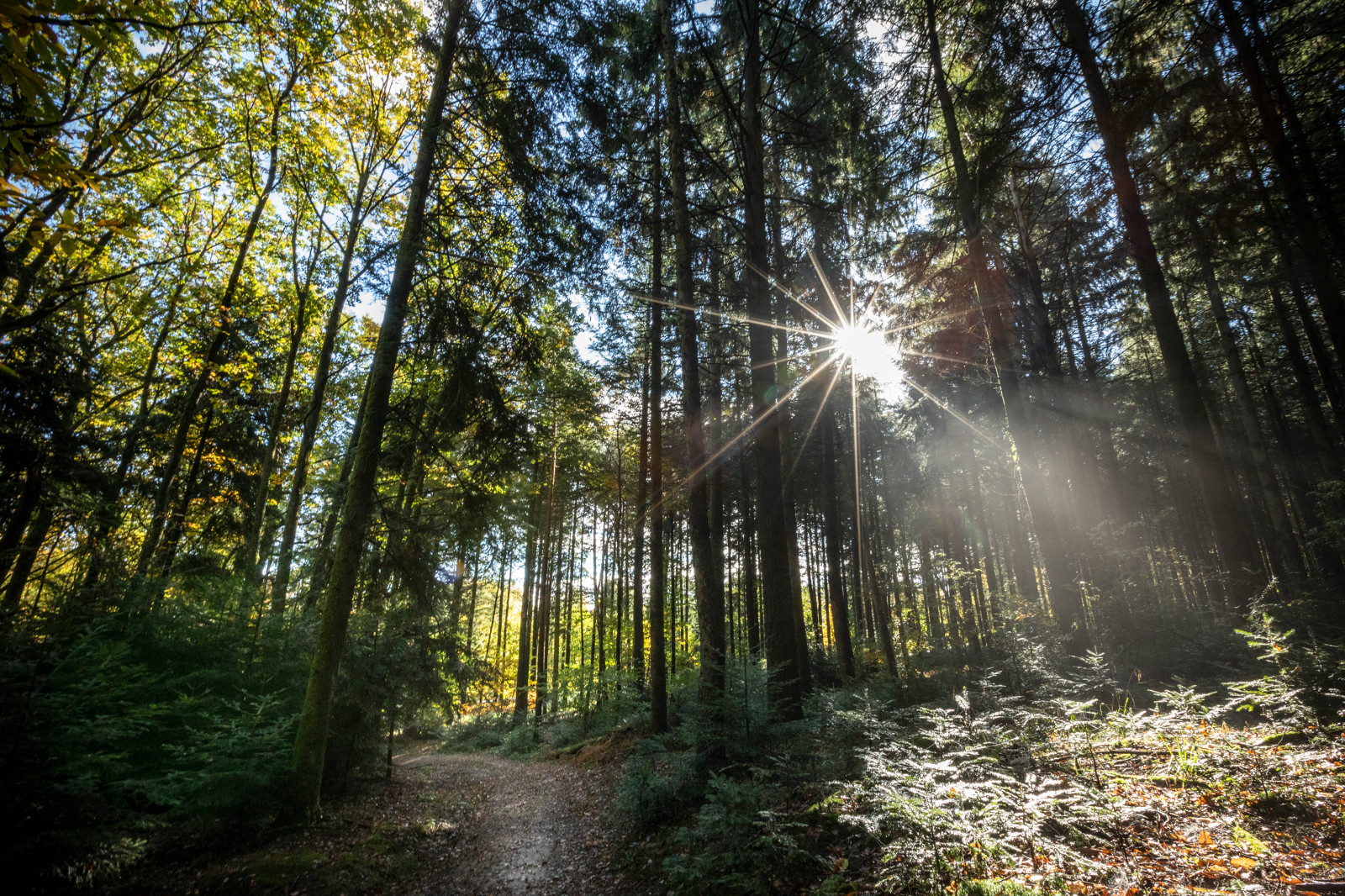 Village Huttopia Forêt des Vosges