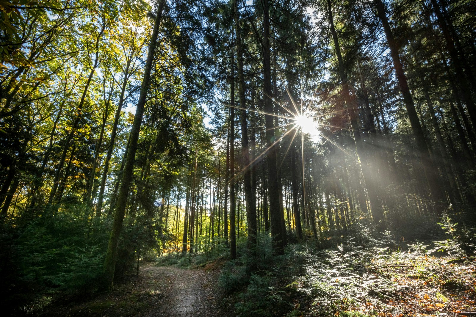 Village Huttopia Forêt des Vosges  Village Huttopia Forêt de Vosges - Blick in den Wald in der Umgebung des Campingplatzes