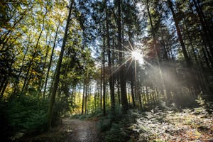 Village Huttopia Forêt des Vosges Village Huttopia Forêt de Vosges - Blick in den Wald in der Umgebung des Campingplatzes