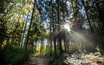 Huttopia Forêt des Vosges