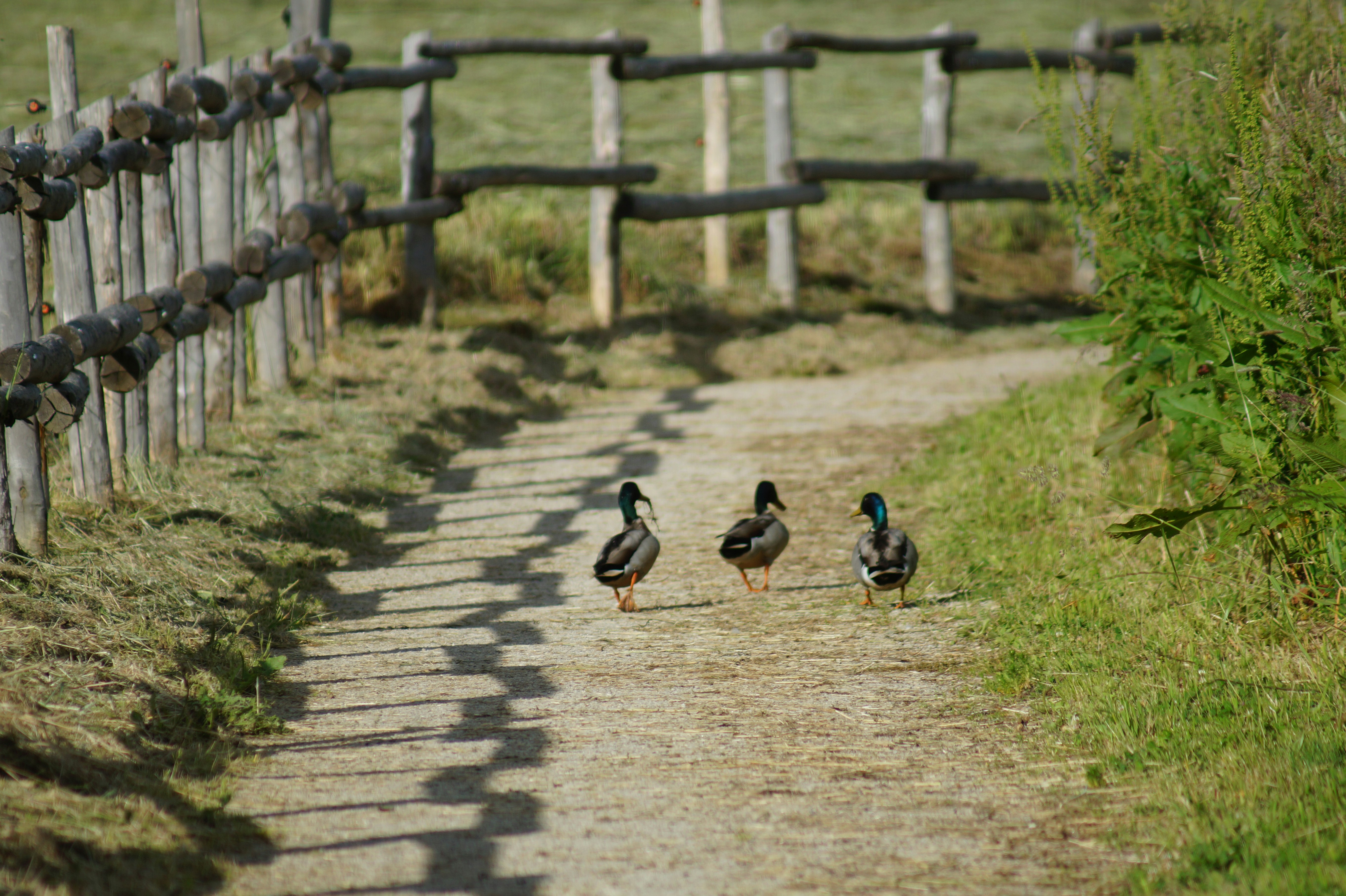 Village vacances du Lac de Menet - Enten auf dem Campingplatz