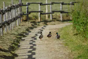 Village vacances du Lac de Menet - Enten auf dem Campingplatz