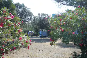 Villaggio Camping Tesonis - Wohnwagen- und Zeltstellplatz vom Campingplatz zwischen Bäumen
