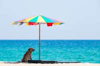 Villaggio Le Mimose  - Hund unter einem Sonnenschirm am Strand vom Campingplatz 