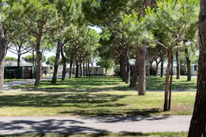 Baumallee auf einem Campingplatz mit Rasenfläche und gepflastertem Weg, im Hintergrund Wohnwagen und Zäune.