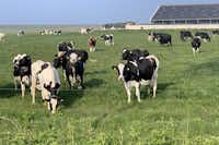 Vodatent @ Camping 'de val' - Kühe grasen auf der Wiese