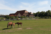 Vodatent @ Camping Eefting - vier Pferde, davon zwei Fohlen, auf einer weitläufigen grünen Weide vor einem großen Gebäude