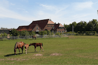 Vodatent @ Camping Eefting - vier Pferde, davon zwei Fohlen, auf einer weitläufigen grünen Weide vor einem großen Gebäude