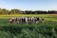 Vodatent @ Camping Hof van Kolham - Blick auf die Kühe auf dem Feld