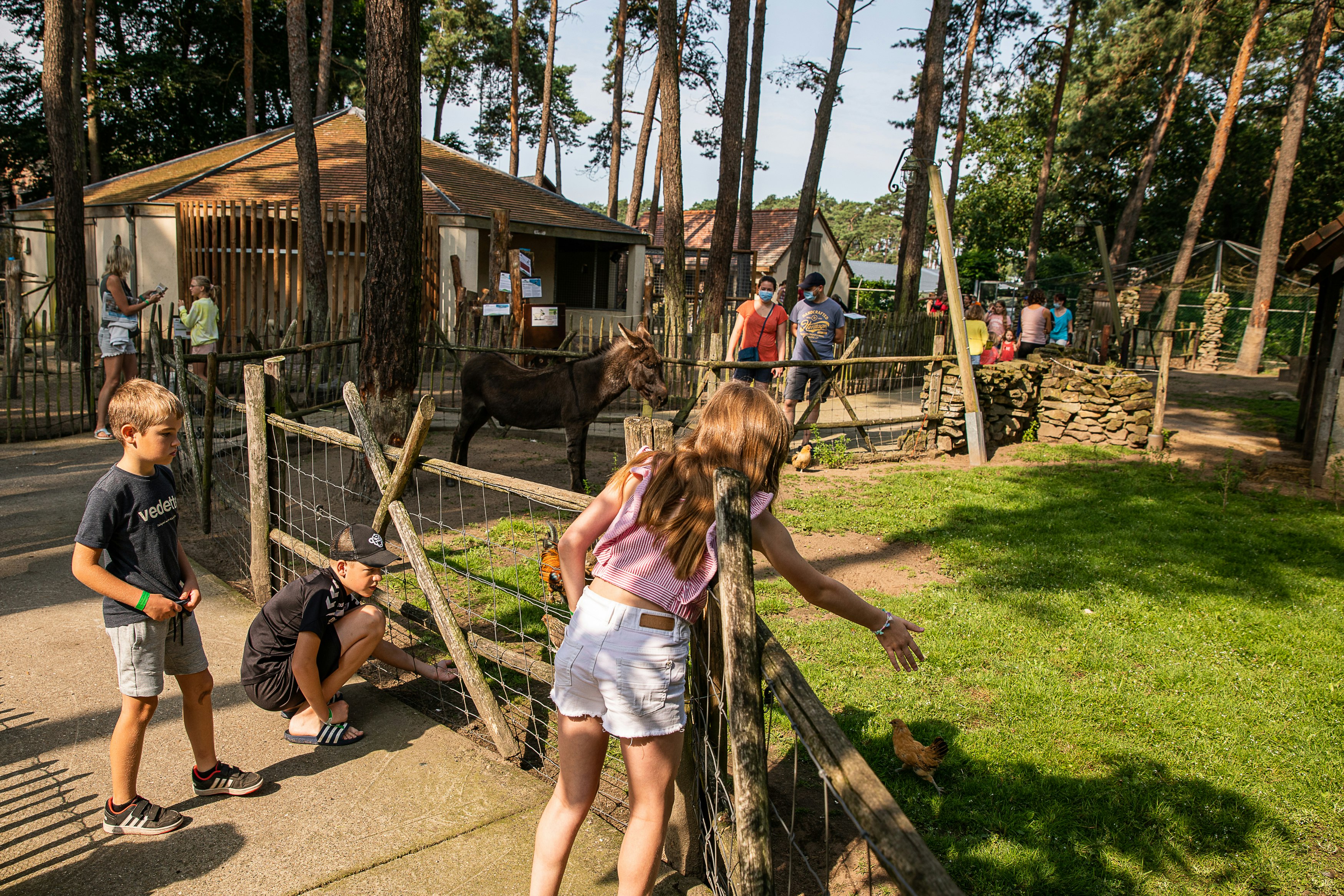 Vodatent @ Familiepark Goolderheide - Streichelzoo auf dem Campingplatz
