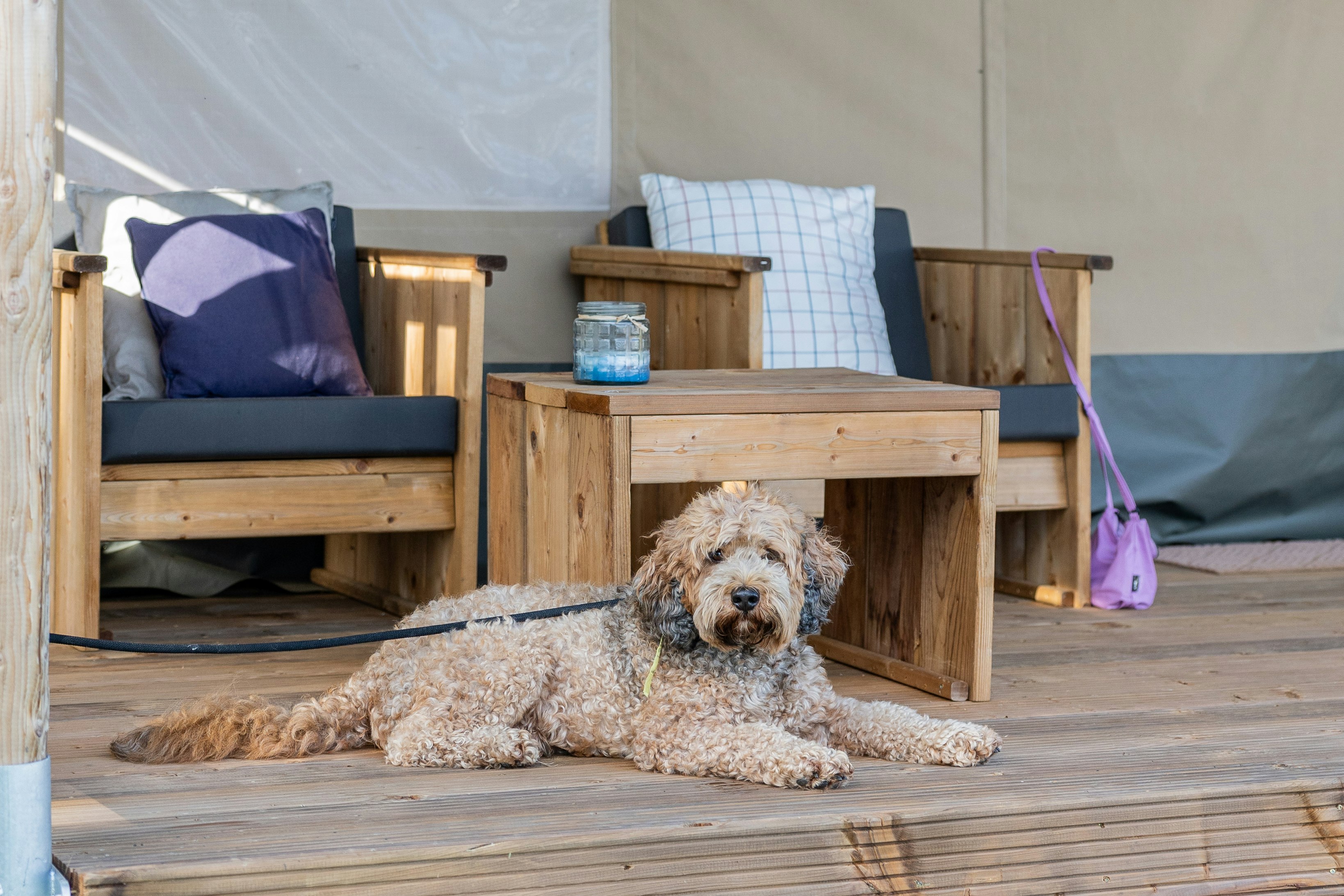 Vodatent @ Minicamping Marina Warns - Hund auf Terrasse des Glamping-Zelts