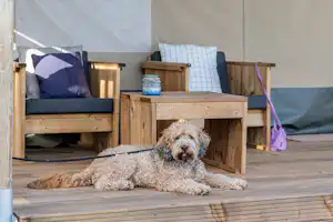 Vodatent @ Minicamping Marina Warns - Hund auf Terrasse des Glamping-Zelts