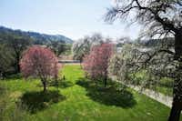Wachau Camping Schönbühel - Blick auf die Standplätze im Frühling mit blühenden Bäumen