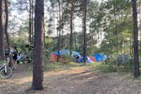 Wald- & Naturcampingplatz am Tonsee Süd - Zeltstellflächen