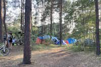 Wald- & Naturcampingplatz am Tonsee Süd - Zeltstellflächen
