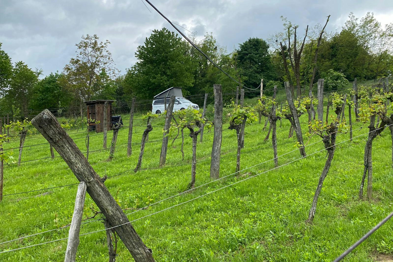 Weinbergcamping Ungarn - Blick auf die Weinreben