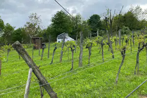 Weinbergcamping Ungarn - Blick auf die Weinreben