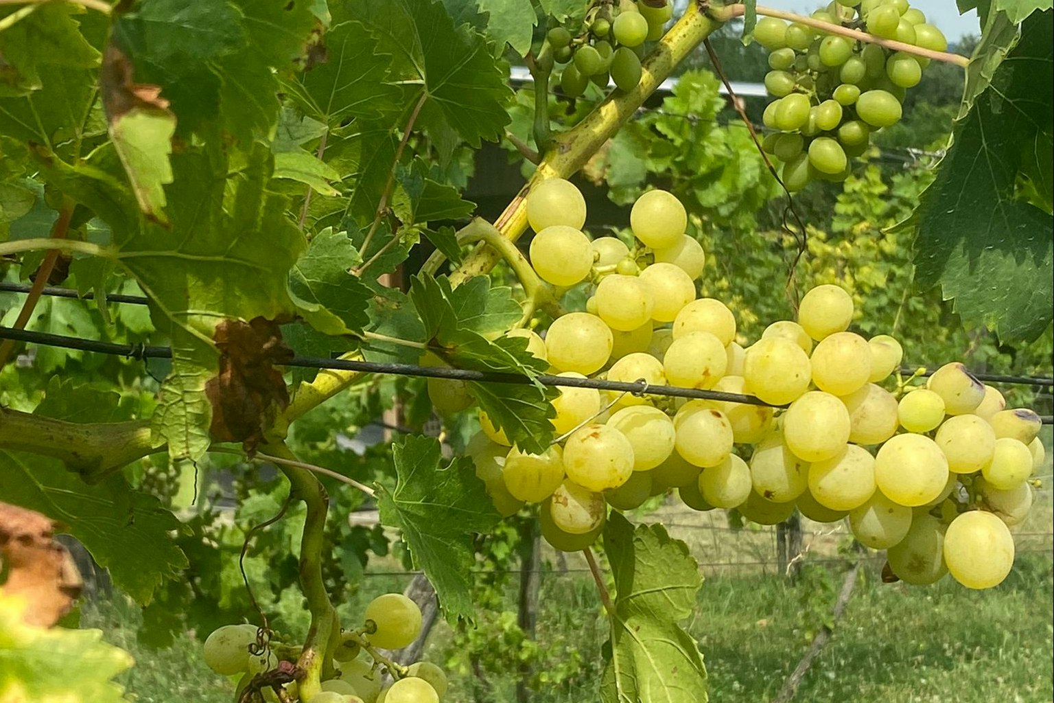 Weinbergcamping Ungarn