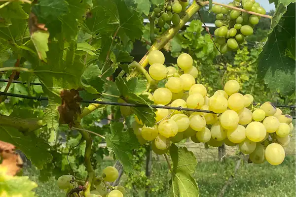 Weinbergcamping Ungarn
