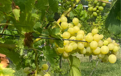 Weinbergcamping Ungarn
