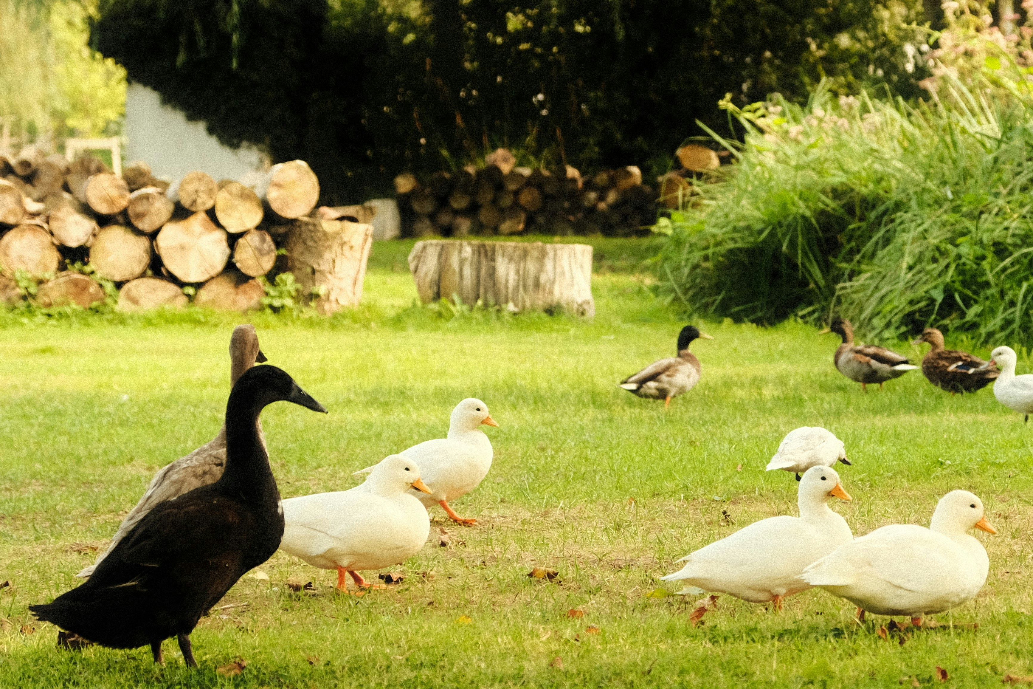 Willow Camp - Enten auf dem Campingplatz