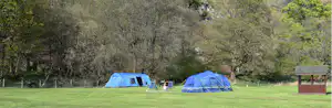Zwei blaue Zelte auf einer grünen Wiese, dazwischen Campingstühle, im Hintergrund Bäume und ein Holzkasten.