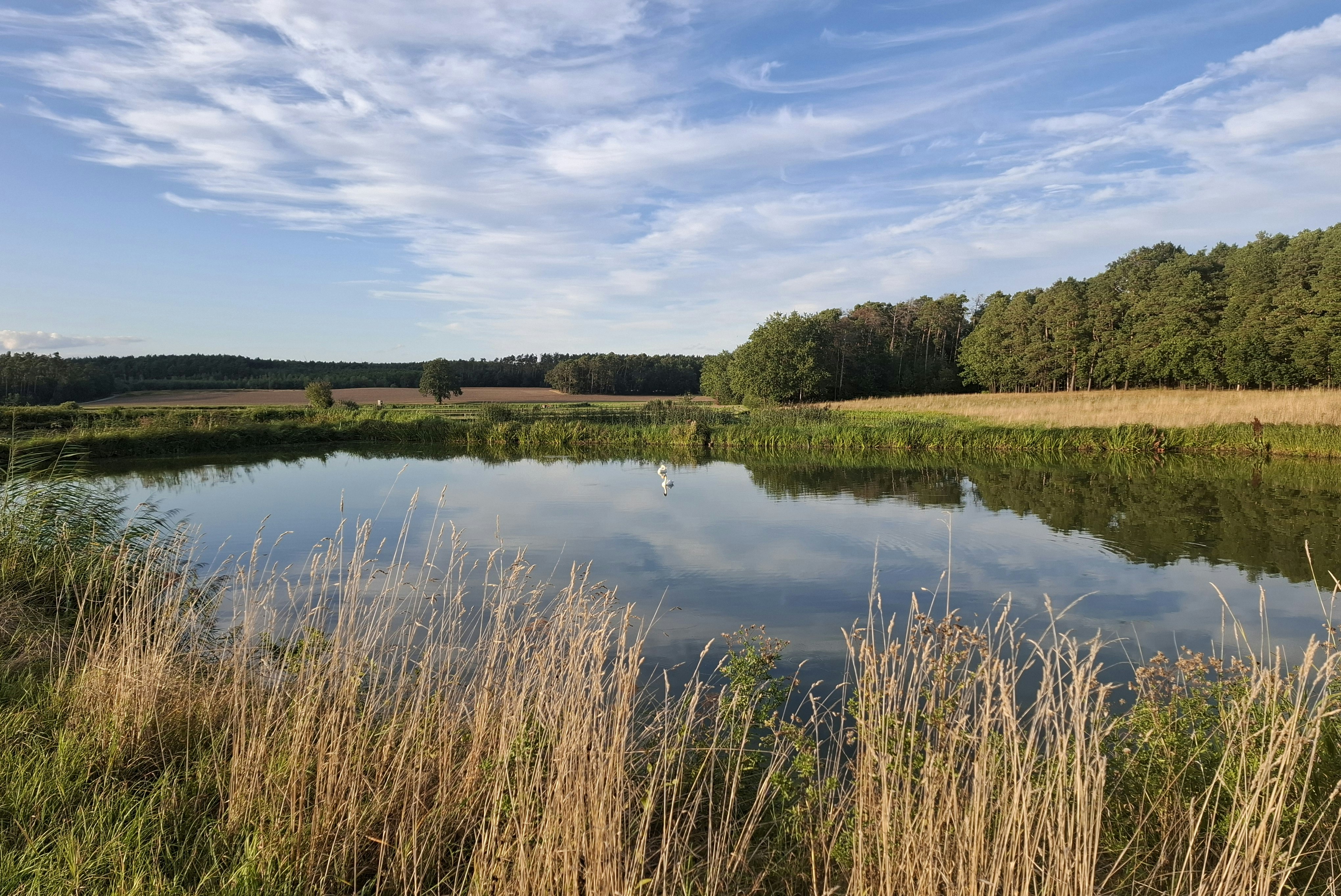 Camping-Seerosenteich
