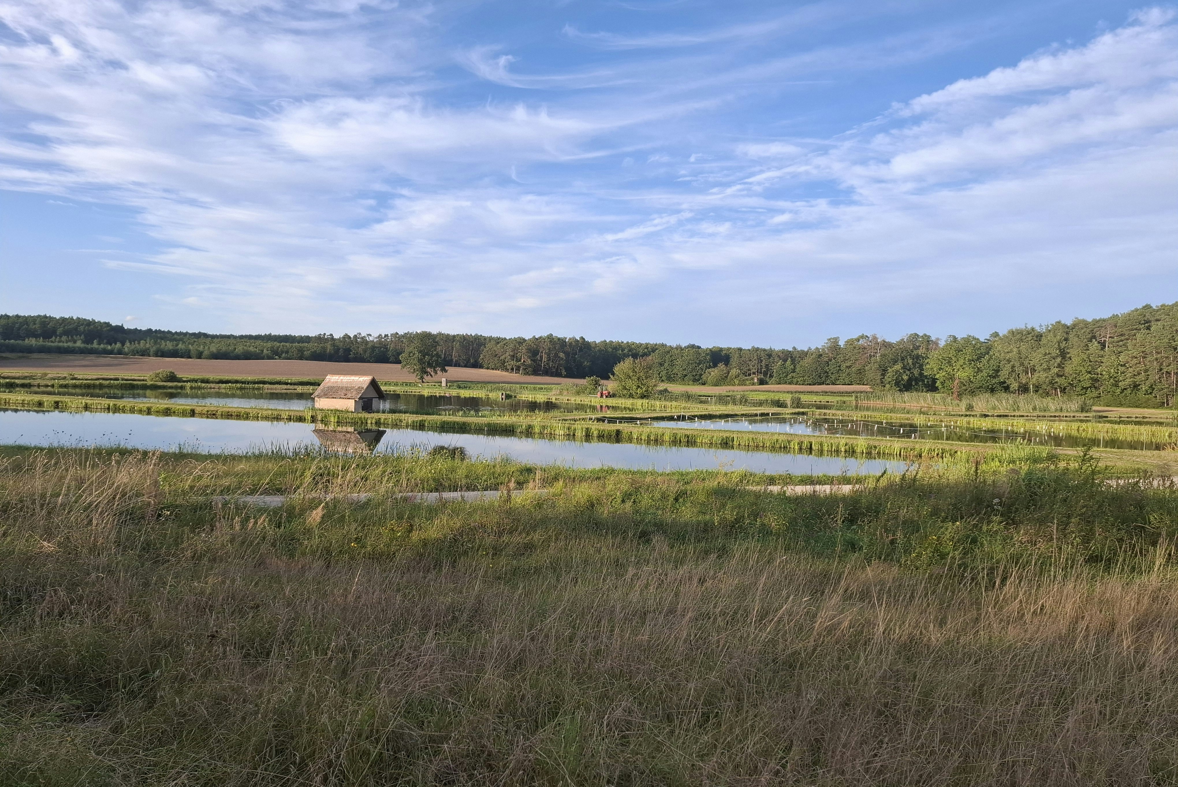 Camping-Seerosenteich - Blick in die Umgebung des Campingplatzes