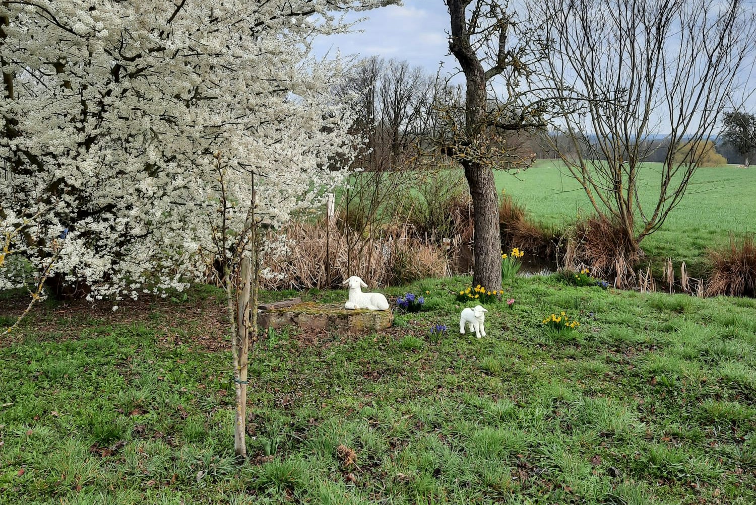Camping-Seerosenteich - Natur auf dem Campingplatz