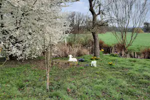 Camping-Seerosenteich - Natur auf dem Campingplatz