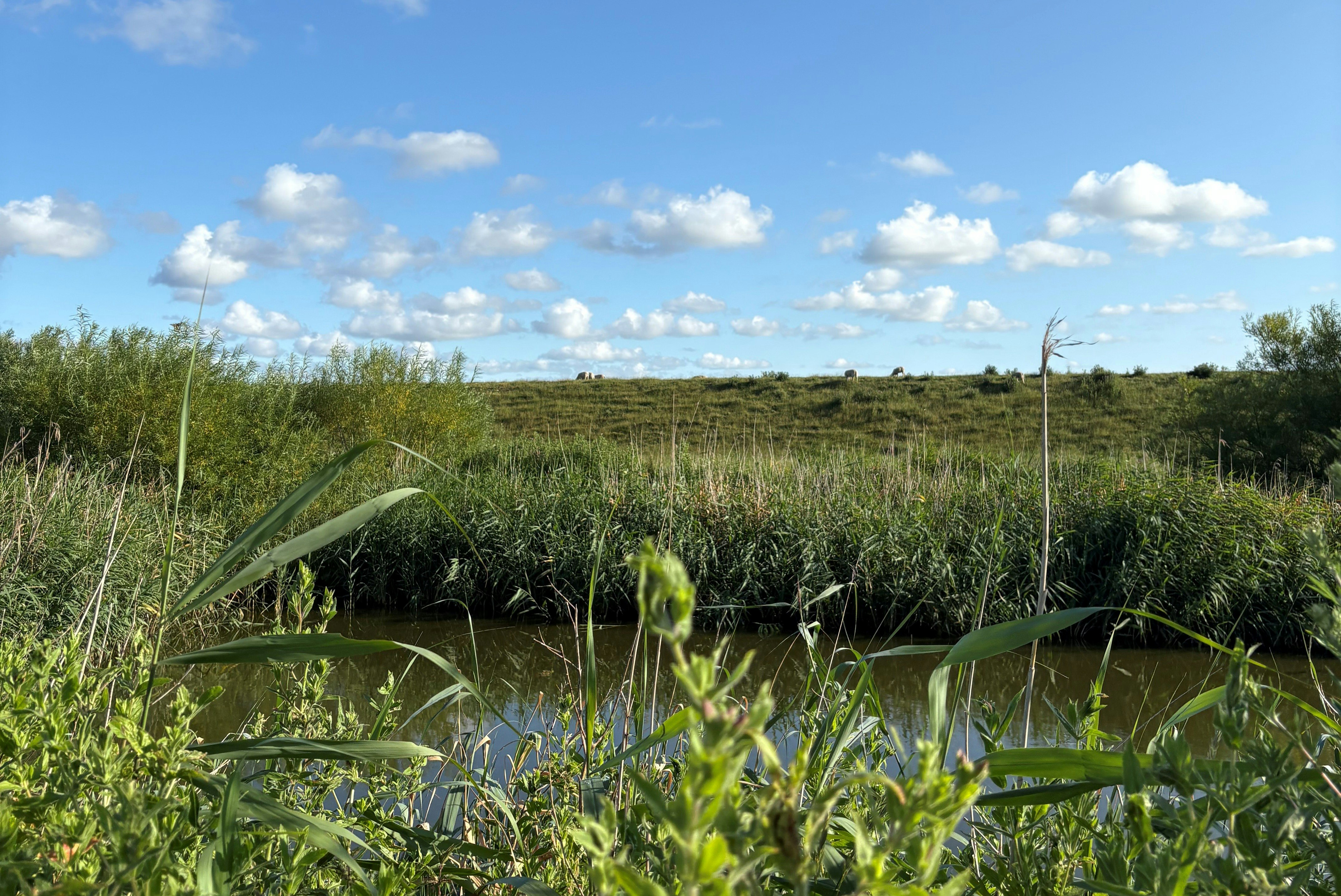 Womoland Nordstrand - Blick in die Natur in der Umgebung des Campingplatzes