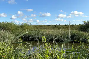 Womoland Nordstrand - Blick in die Natur in der Umgebung des Campingplatzes