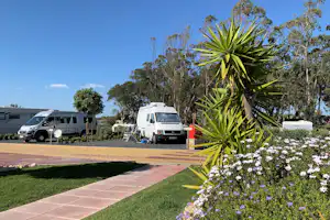 Wohnmobile auf dem Campingplatz, gepflasterter Weg und Blumenbeete mit Palmengewächs vor hohen Bäumen.