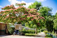 Yelloh! Village Le Talouch - Campingplatz im Grünen mit Ferienwohnungen im Schatten der Bäume