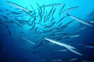 Ein Schwarm Fische im blauen Meer, mehrere Silhouetten schwimmen dicht beieinander unter der Wasseroberfläche.