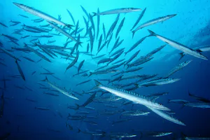 Yelloh! Village Sant Miquel - Fische im Meer