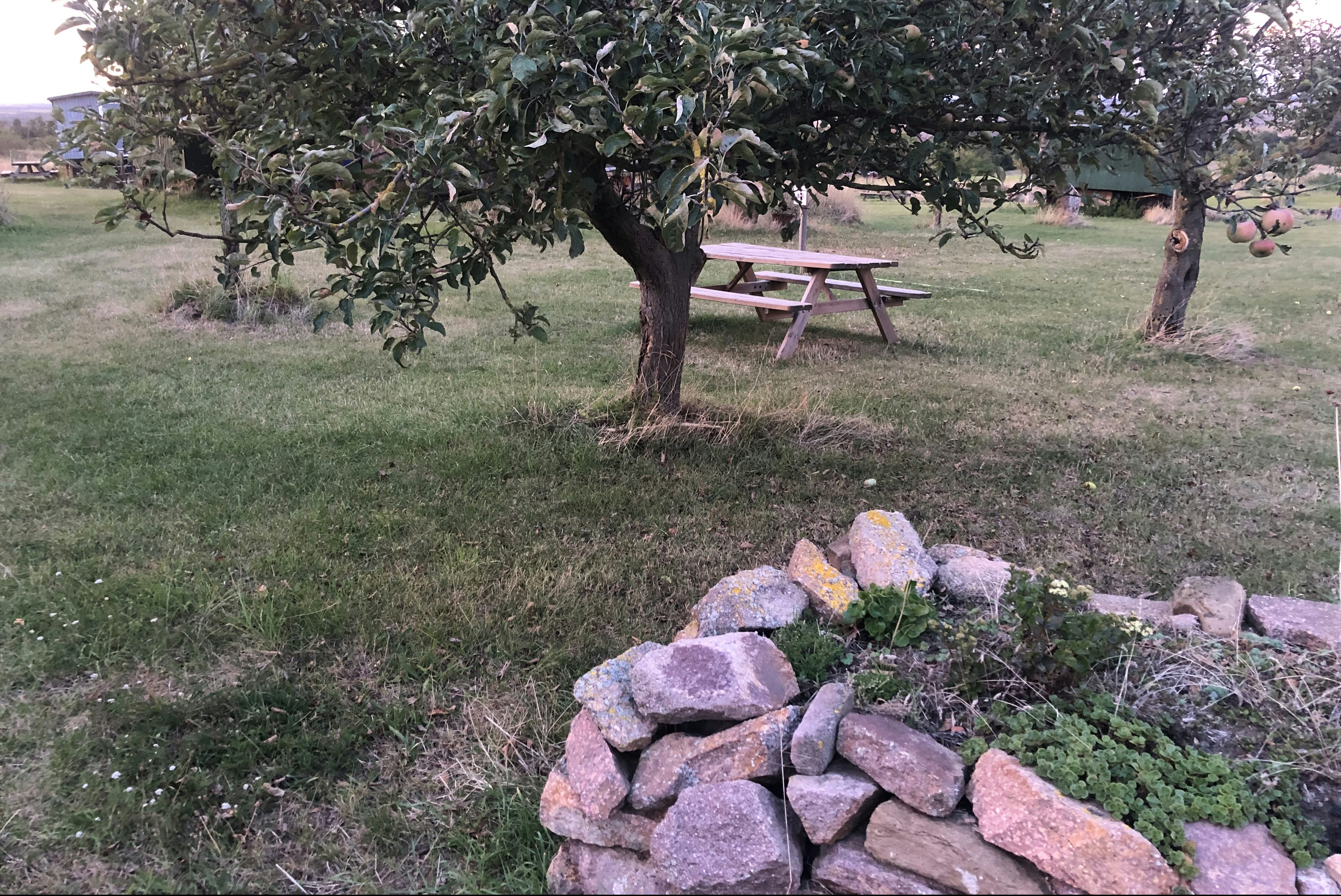 Zeltwiese Löbejün - Picknickbank auf der Zeltwiese des Campingplatzes